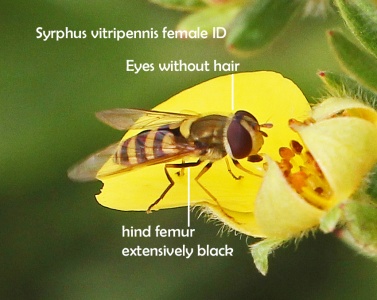 Syrphus vitripennis, female, hoverfly, Alan Prowse